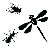 Libellula, formica, mosca, zanzara, coccinella...